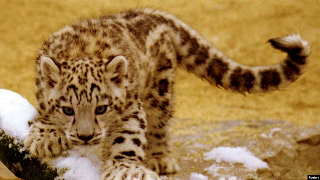 Macan tutul lahir pada 9 September di kebun binatang Zurich. Sejumlah macan tutul kabur dari taman safari China pada Mei 2021. (Foto: Reuters)