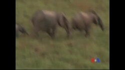 加蓬打击偷猎野生大象行为