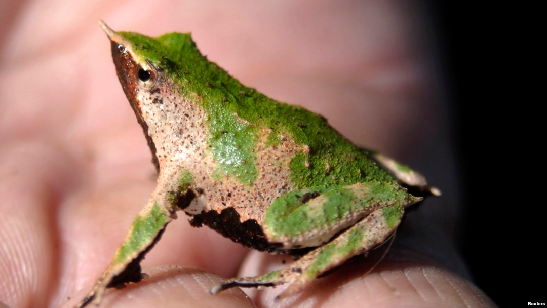 A Rhinoderma Darwinii, a frog known in Spanish as Sapito de Darwin, in Concepcion, Chile May 1, 2009.
