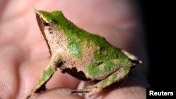 A Rhinoderma Darwinii, a frog known in Spanish as Sapito de Darwin, in Concepcion, Chile May 1, 2009.