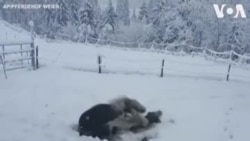 Ավստրիա. Ձիերը խաղում են ձյան մեջ