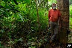 Rubber tapper Raimundo Mendes de Barros stands next to a tree prepared for the extraction of rubber, in the Chico Mendes Extractive Reserve, Acre state, Brazil, Wednesday, Dec. 7, 2022. Veja, an expensive global sneaker brand, is producing sneaker soles made of native Brazilian Amazon rubber. (AP Photo/Eraldo Peres)