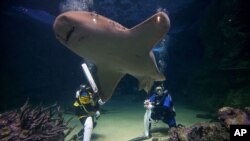 Bruce, un requin léopard, nage entre les plongeurs de l'aquarium de Sydney, Alicia Lloyd, à gauche, et Amanda Elzer alors qu'ils jouent à un jeu de cricket entouré de requins et d'autres poissons exotiques à Sydney, le mardi 3 janvier 2015. (Photo AP / Rick Rycroft)