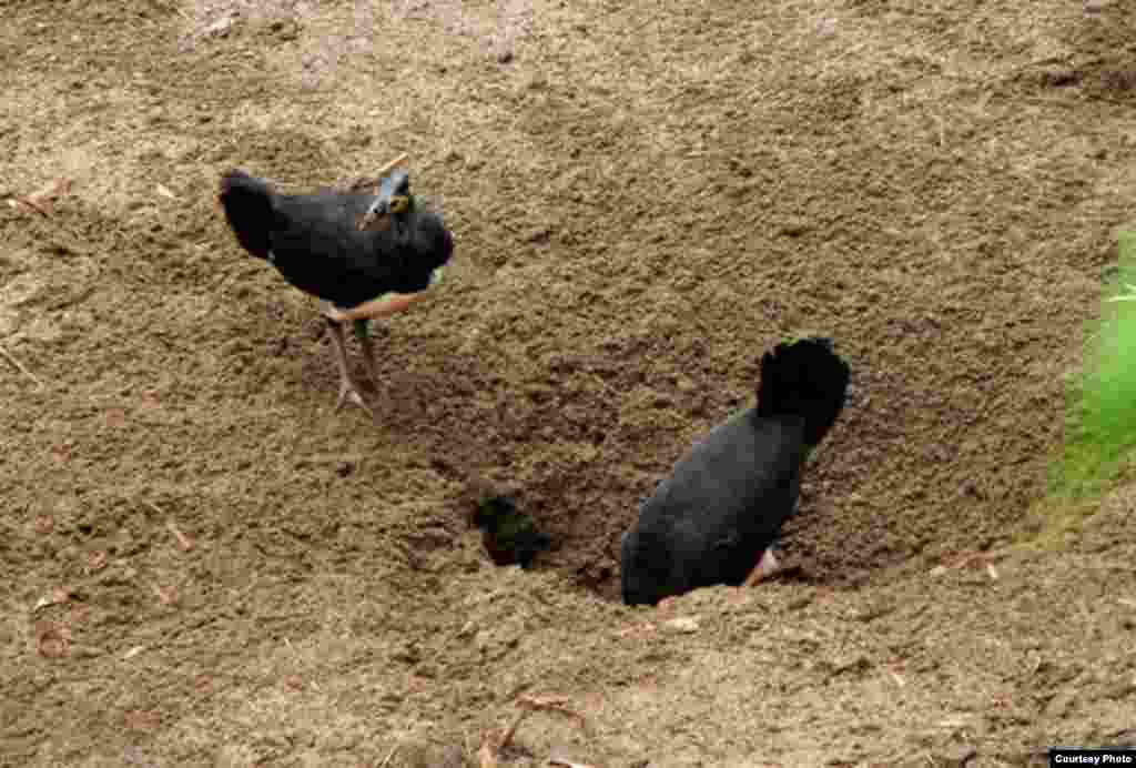Burung maleo menggali lubang untuk sarangnya di pantai Tanjung Binerean, Sulawesi Utara. (Iwan Hunowu/Wildlife Conservation Society)