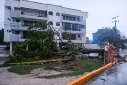 Meksika'nın Yucatan Yarımadası'ndaki Cancun kentinde Delta Kasırgası nedeniyle çok sayıda ağaç devrildi.