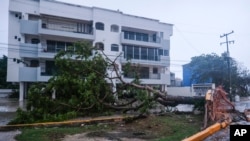 A tree lays on its side, toppled by Hurricane Delta in Cancun, Mexico, Oct. 7, 2020.