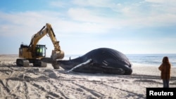 31 Ocak 2023 - New York'ta Long Island'da bir plajda kıyıya vuran kambur balina