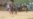 DRC Army Putting Pressure on FDLR
