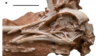 Photo of Navaornis hestiae fossil from report by Luis M. Chiappe, Guillermo Navalón, Agustín G. Martinelli, Ismar de Souza Carvalho, Rodrigo Miloni Santucci, Yun-Hsin Wu & Daniel J. Field, November 13, 2024. (https://www.nature.com/articles/s41586-024-08114-4#rightslink)