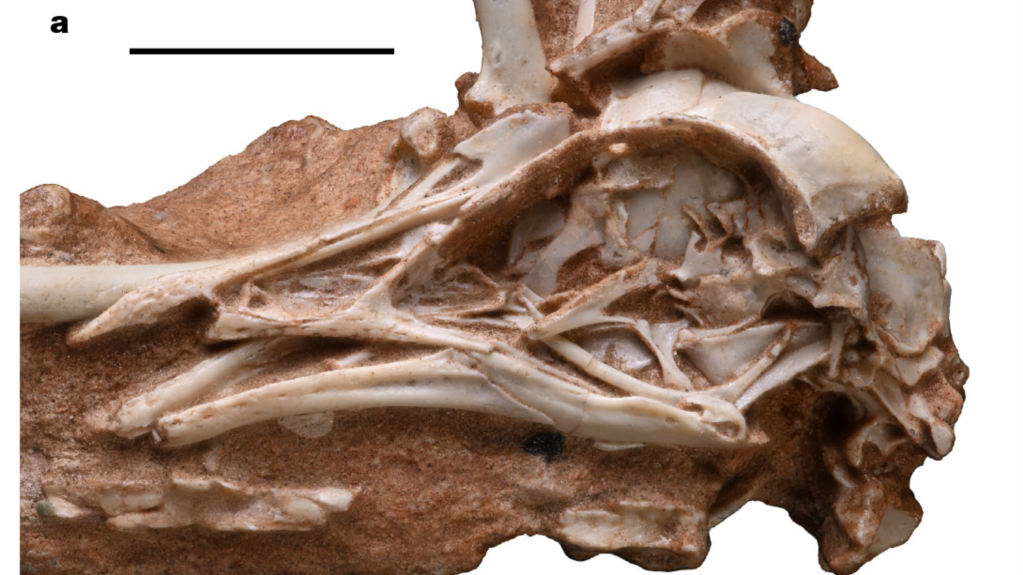 Fossil Found in Brazil Shows Birds’ Brain Development