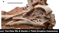 Photo of Navaornis hestiae fossil from report by Luis M. Chiappe, Guillermo Navalón, Agustín G. Martinelli, Ismar de Souza Carvalho, Rodrigo Miloni Santucci, Yun-Hsin Wu & Daniel J. Field, November 13, 2024. (https://www.nature.com/articles/s41586-024-08114-4#rightslink)