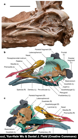 (a) Photo of Navaornis hestiae fossil from the Late Cretaceous of Brazil, (b) left- and (c) right-side micro-tomograph. From report by Luis M. Chiappe, Guillermo Navalón, Agustín G. Martinelli, Ismar de Souza Carvalho, Rodrigo Miloni Santucci, Yun-Hsin Wu & Daniel J. Field.