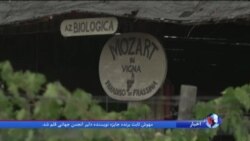 ابتکار شراب‌ساز ایتالیایی؛ پخش موسیقی موتزارت برای تاکستان انگور