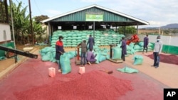 FILE - Farmers process climate-smart beans in Machakos, Kenya, March 18, 2024.