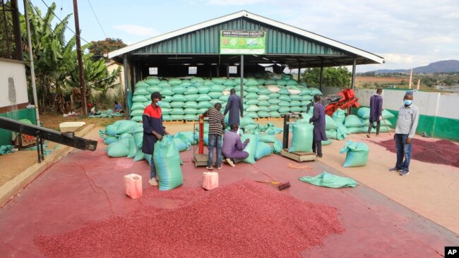 FILE - Farmers process climate-smart beans in Machakos, Kenya, March 18, 2024.