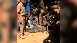 بھارت میں ایک مگرمچھ ایک گھر میں گھس گیا