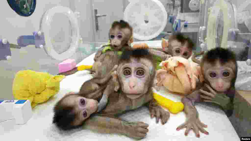 Monkeys cloned from a gene-edited macaque with circadian rhythm disorders are seen at the Chinese Academy of Sciences in Shanghai, China, in this handout picture provided by the Institute of Neuroscience of the Chinese Academy of Sciences.