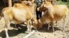 Varimi Vobatsirwa kuChiredzi Kutenga Chikafu cheMombe