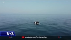 Britania kërkon të kriminalizojë migrimin e parregullt