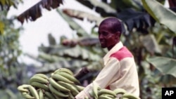 Banana farmer in Africa