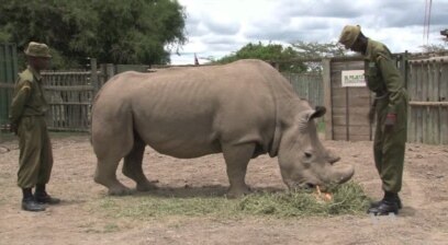 Elephant Anti-Poaching Summit Convenes