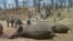 FILE - A group of elephants, believed to have been killed by poachers, lie dead at a watering hole in Zimbabwe's Hwange National Park, Oct. 26, 2015.