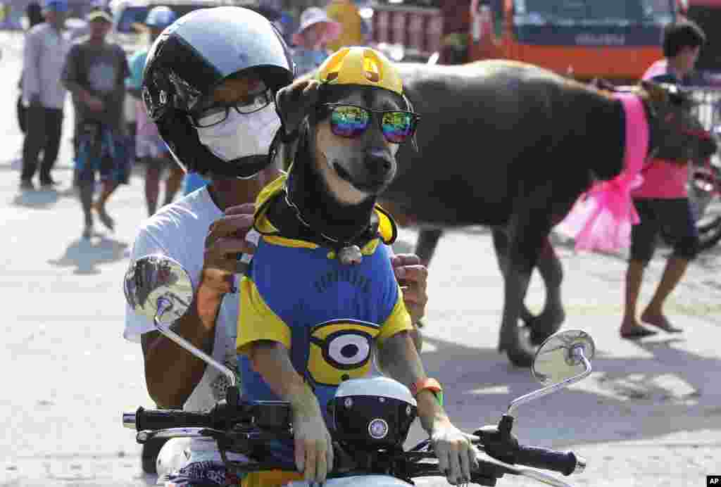 A man and his dog sit on his motorcycle watching the water buffalo race in Chonburi Province southeast of Bangkok, Thailand.