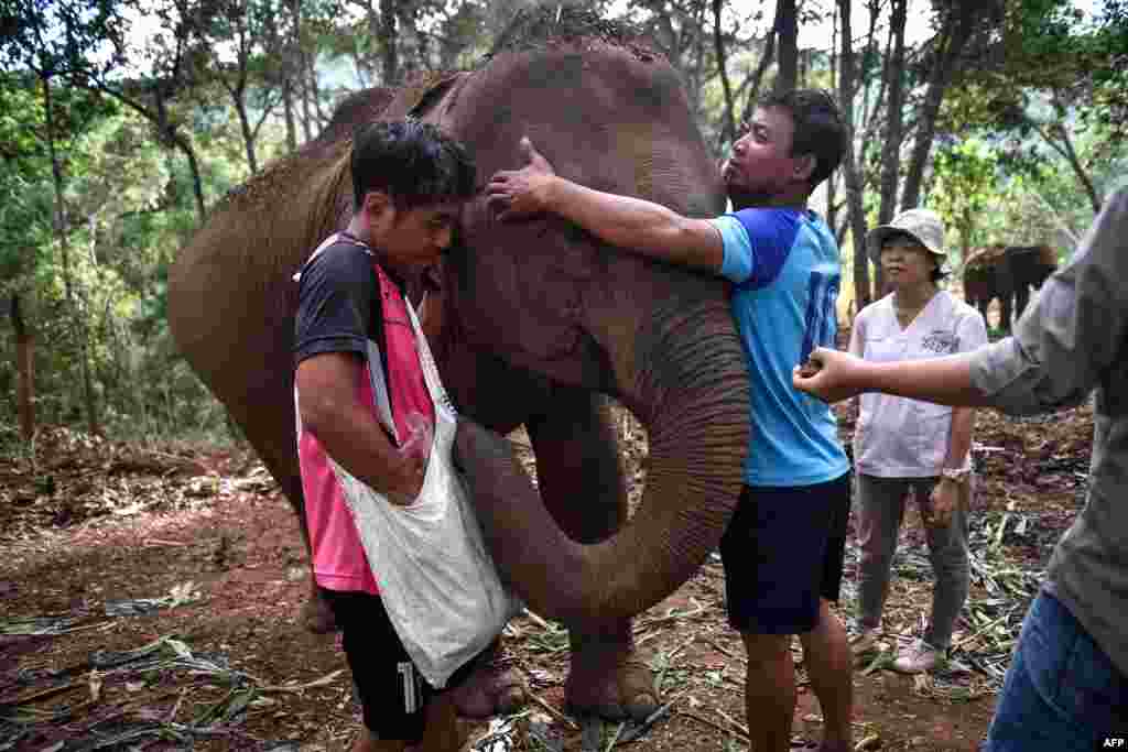 حکام کا کہنا ہے کہ مناسب خوراک اور دیکھ بھال نہ ہونے سے کئی ہاتھی بیمار بھی ہو گئے ہیں جن کے علاج کے انتظامات بھی کیے جا رہے ہیں۔ &nbsp;