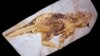 Scientists Decipher Color of 'Super Cute' Bristly Dinosaur