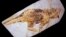 A fossil of Psittacosaurus, a little dinosaur with a parrot-like beak and bristles on its tail that roamed thick forests in China about 120 million years ago is shown in this image released Sept. 15, 2016. (Courtesy Jakob Vinther/University of Bristol and Bob Nicholls)