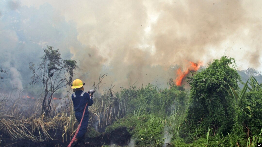 Seorang petugas pemadam kebakaran berupaya memadamkan api kebakaran hutan di Pekanbaru, provinsi Riau, 27 Februari 2014 (Foto: dok).