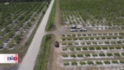 Granjas agrícolas de California sufren ausentismo laboral ante redadas migratorias