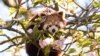 A red panda is pictured in cherry blossom at Manor Wildlife Park in St. Florence, Wales, Britain.