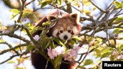 A red panda is pictured in cherry blossom at Manor Wildlife Park in St. Florence, Wales, Britain.
