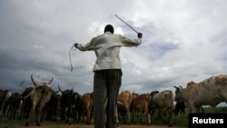 FILE - An Uganda man walks his cattle in northern Uganda town of Gulu, June 12, 2007. 