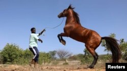 Yahye Isse, owner of the Yahya Fardoole horse training center, works with a horse at his training stable outside the main stadium in Mogadishu, Somalia on February 17, 2022. (REUTERS/Feisal Omar)