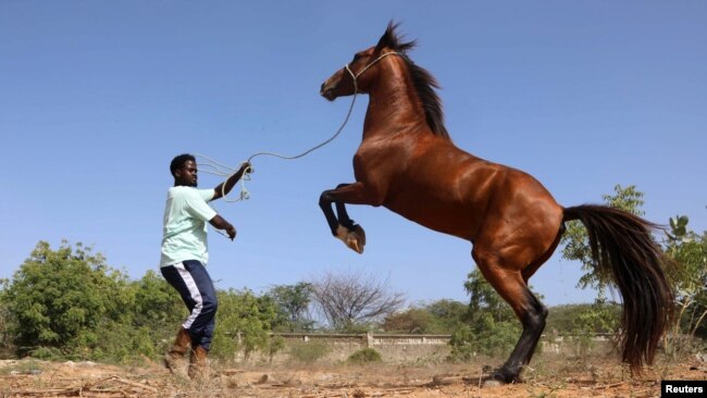 Yahye Isse, owner of the Yahya Fardoole horse training center, works with a horse at his training stable outside the main stadium in Mogadishu, Somalia on February 17, 2022. (REUTERS/Feisal Omar)