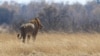 South Africa's Stealthy Lion Sylvester Escapes from Reserve Again