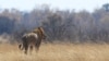 Sursis pour le lion Sylvestre, menacé d'être abattu