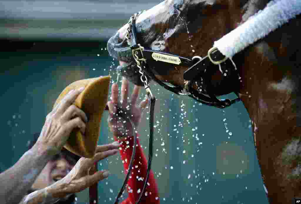 Kentucky Derby winner California Chrome bucks his head back as a groom and exercise rider Willie Delgado, in red, try to wash his face after a morning workout at Pimlico Race Course, Maryland, May 17, 2014.
