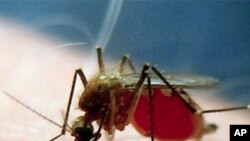 British researchers have made a discovery they believe will lead to more effective prevention and treatment of malaria.