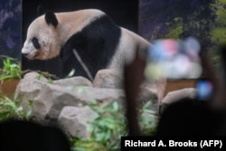 Seorang pengunjung memotret Shin Shin di dalam kandangnya ia dan panda lainnya, Ri Ri, kembali ke China setelah 13 tahun di Kebun Binatang Ueno, Tokyo, 28 September 2024. (Foto: Richard A. Brooks/AFP)