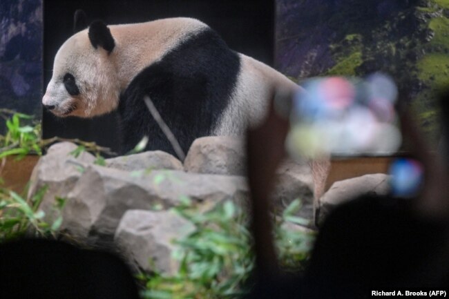 Seorang pengunjung memotret Shin Shin di dalam kandangnya ia dan panda lainnya, Ri Ri, kembali ke China setelah 13 tahun di Kebun Binatang Ueno, Tokyo, 28 September 2024. (Foto: Richard A. Brooks/AFP)