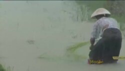 ရေဘေးကြောင့် ဆန်စပါးအထွက်နှုန်းစိုးရိမ်ဖွယ်