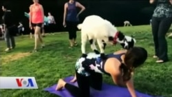 Yavru Keçilerle Yoga Dersi