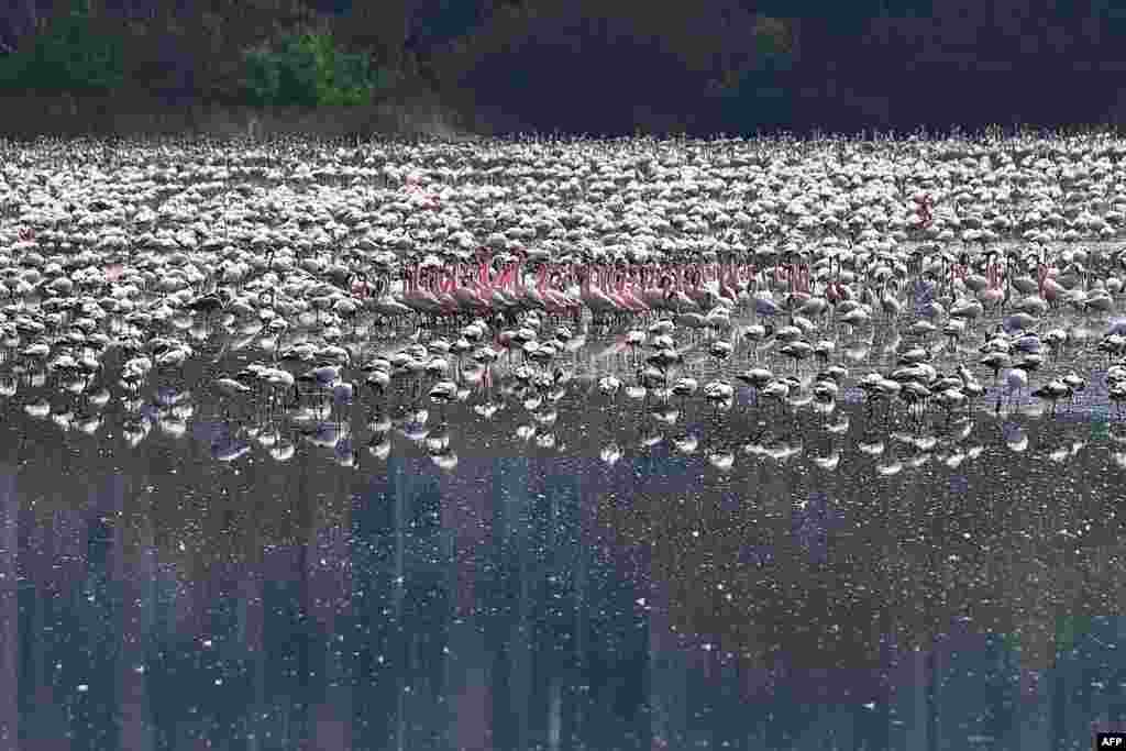 Flamingos are seen in a pond in Navi Mumbai, India.