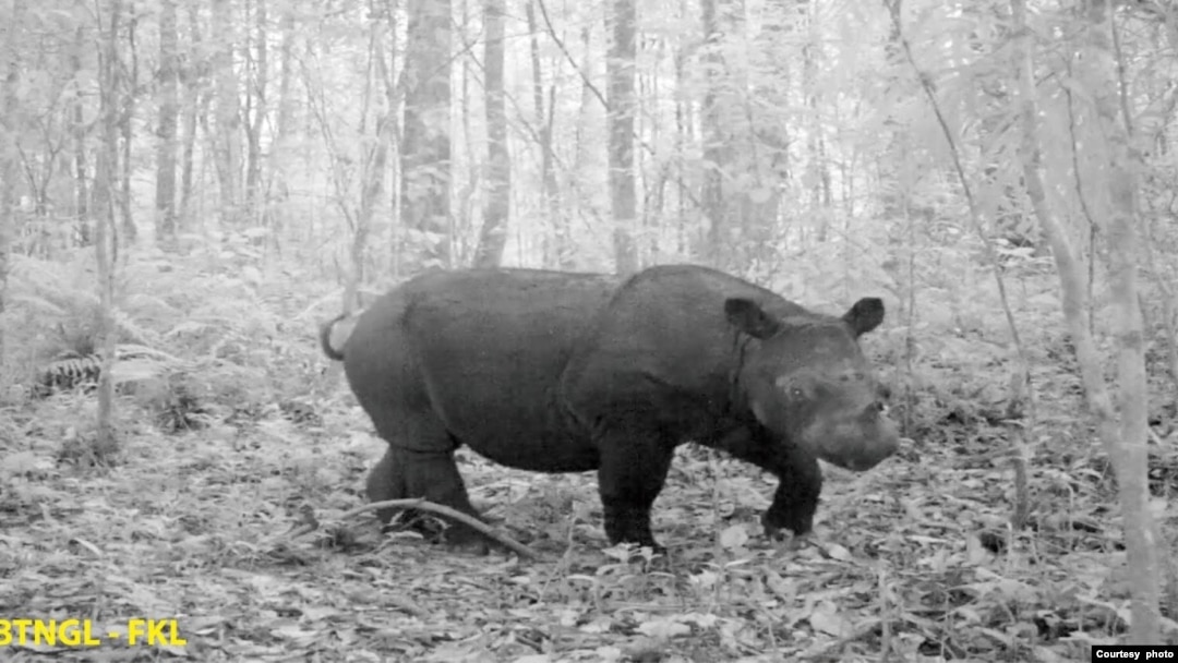 Badak Sumatera yang berhasil terekam camera trap di kawasan Taman Nasional Gunung Leuser, Aceh. (Courtesy: Balai Besar Taman Nasional Gunung Leuser). 