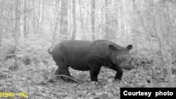 Badak Sumatera yang berhasil terekam camera trap di kawasan Taman Nasional Gunung Leuser, Aceh. (Courtesy: Balai Besar Taman Nasional Gunung Leuser). 