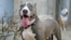 Inja yohlobo lwe pit bull.