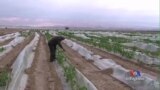 Palestinian Farmers in Jordan Valley Face Disastrous Growing Season